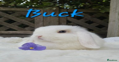 Mini Lop rabbits - Advert 1