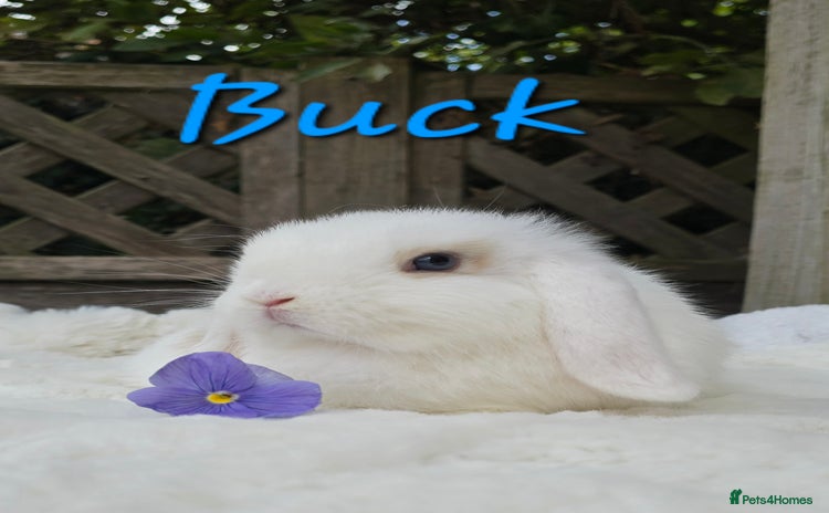 Mini Lop rabbits - Advert 1