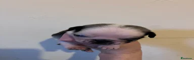 Edgar