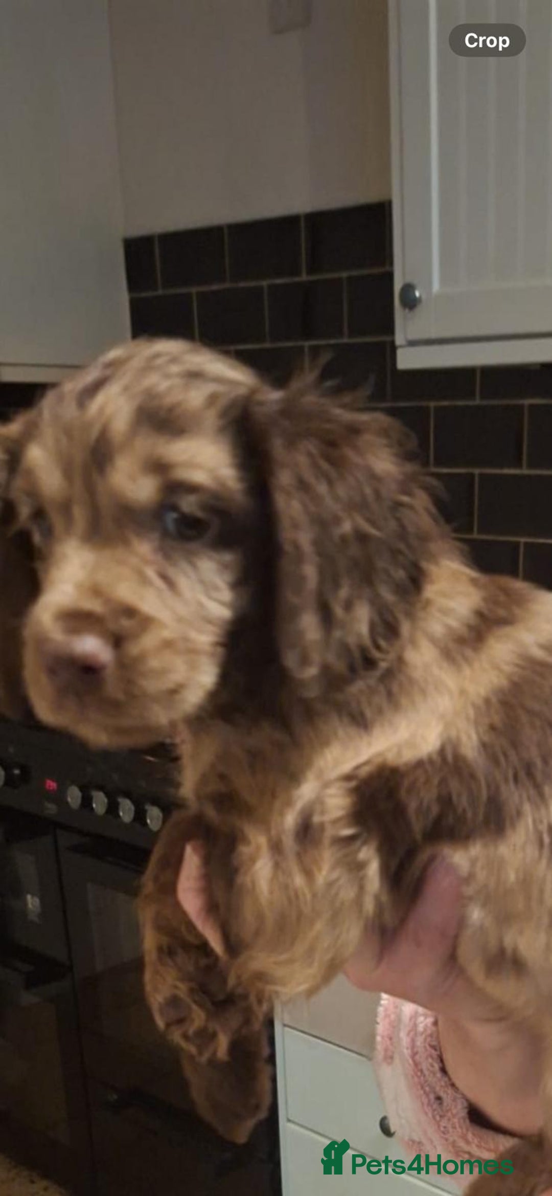 Cocker Spaniel dogs for sale: Cocker spaniel puppies  - Advert 7