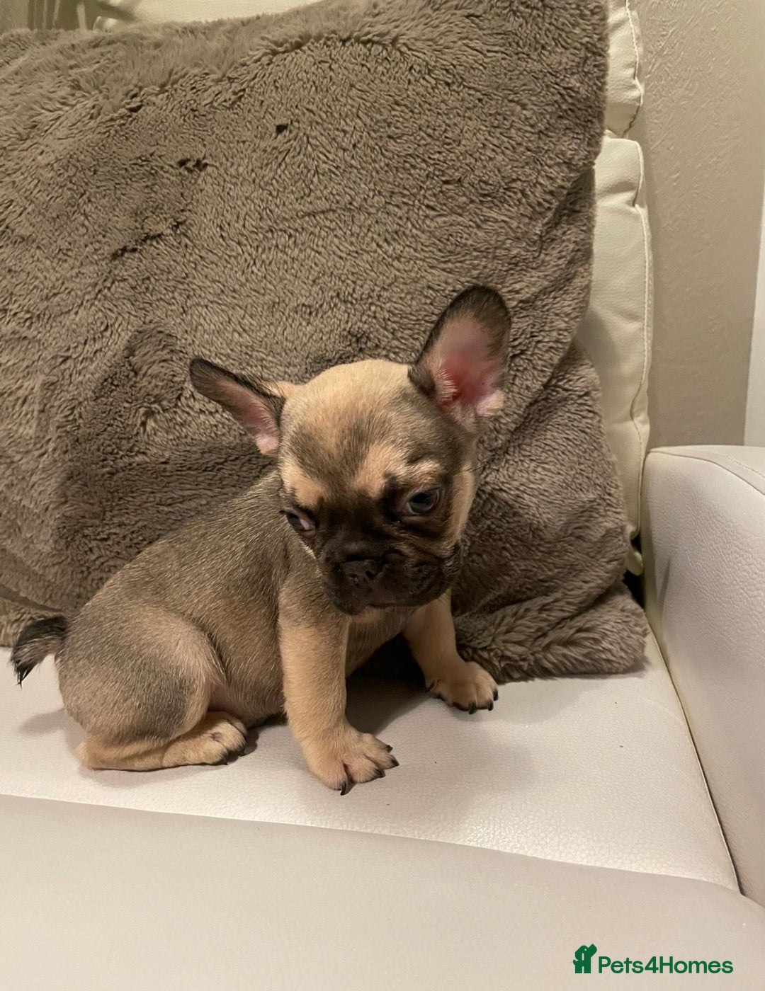 French Bulldog dogs for sale: FRENCH BULLDOG PUPPIES FOR SALE!! - Advert 9