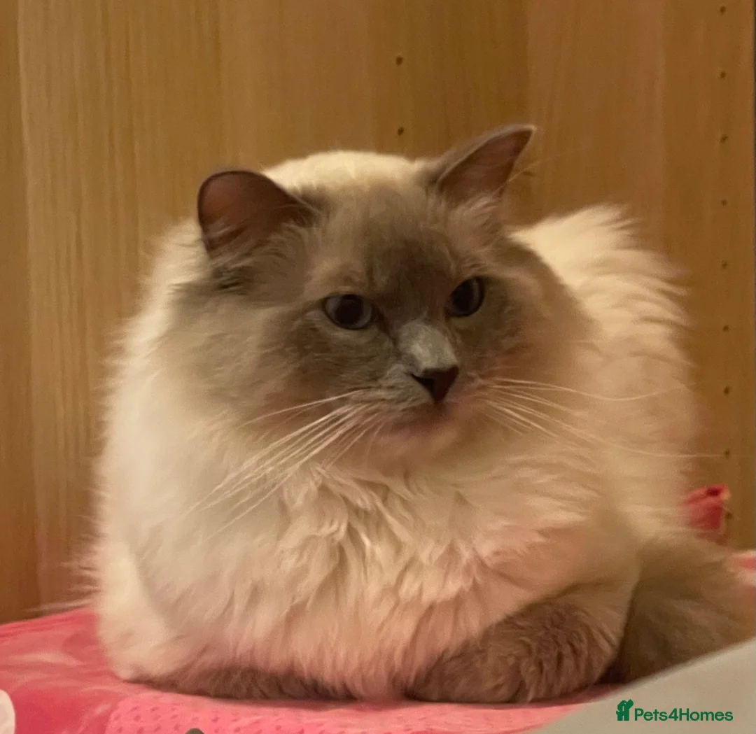 Ragdoll cats for stud: GCCF Proven Stud carrying chocolate in Glasgow - Advert 24