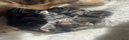 Mixed Breed cats for sale: Tabby kittens  in Stirling - Advert 2