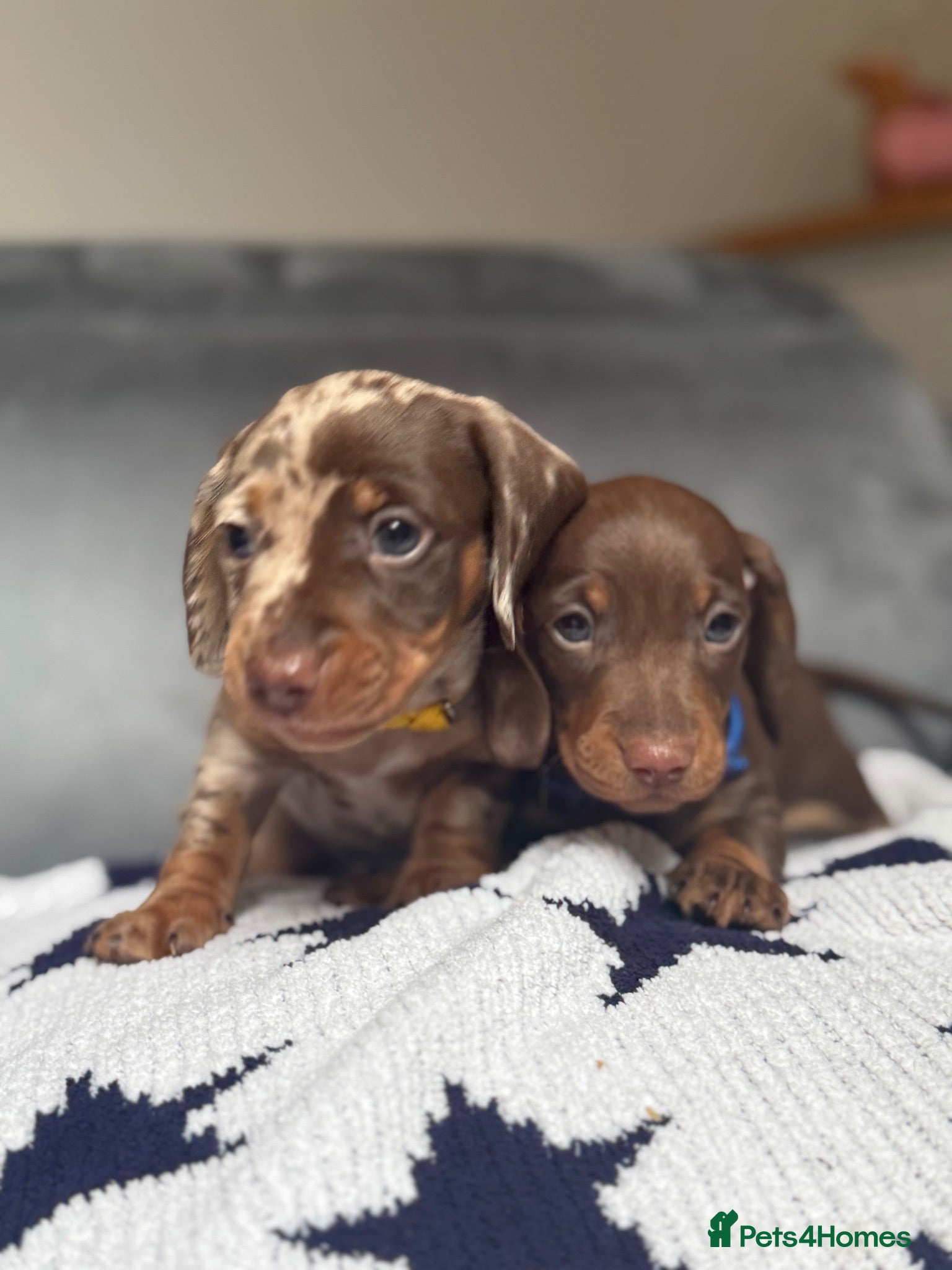 Miniature Dachshund dogs Absolutely stunning miniature dachshunds  - Advert 2