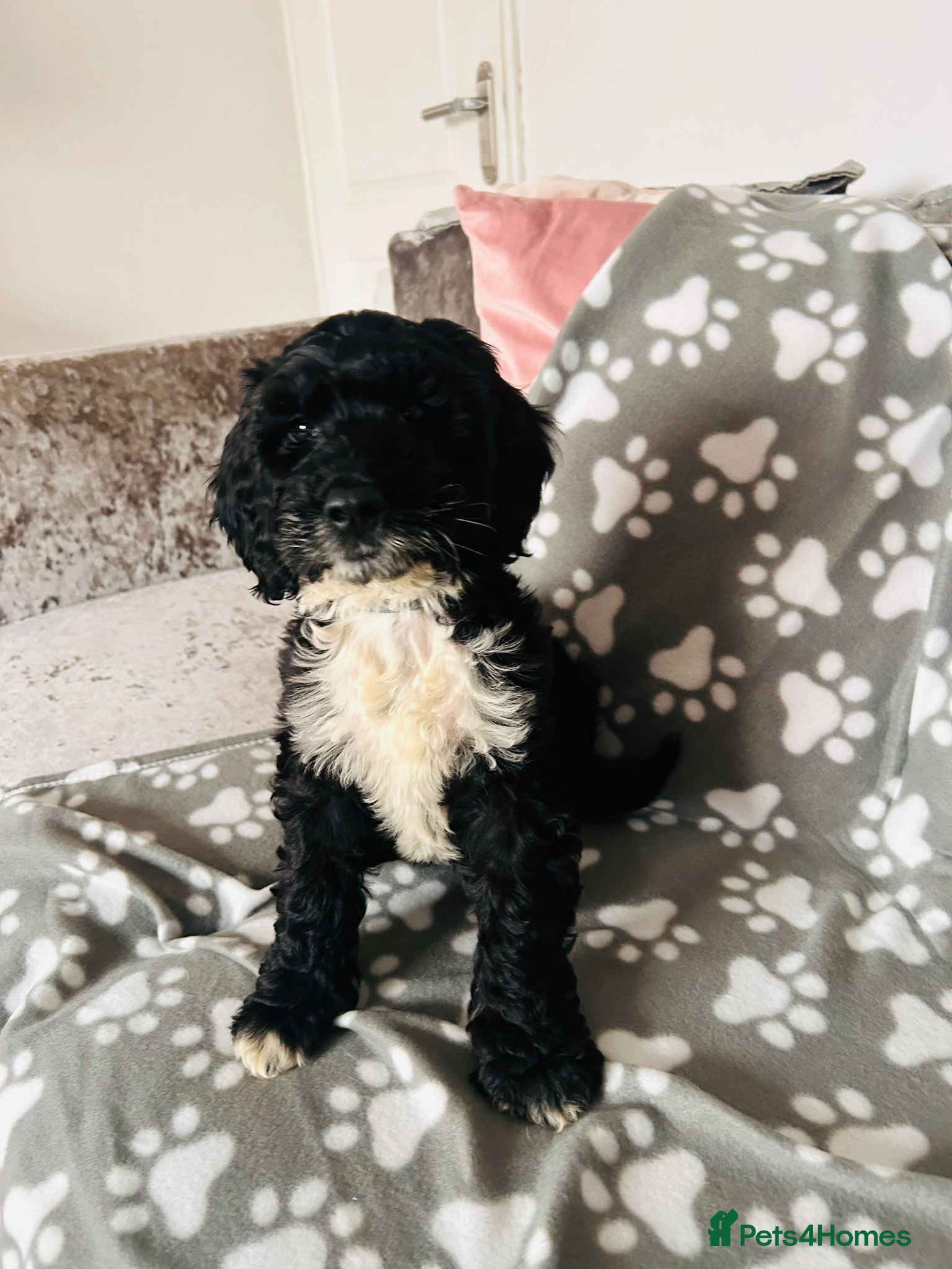 Sproodle dogs Beautiful F1 Sproodles ready to leave 1 remaining  - Advert 1