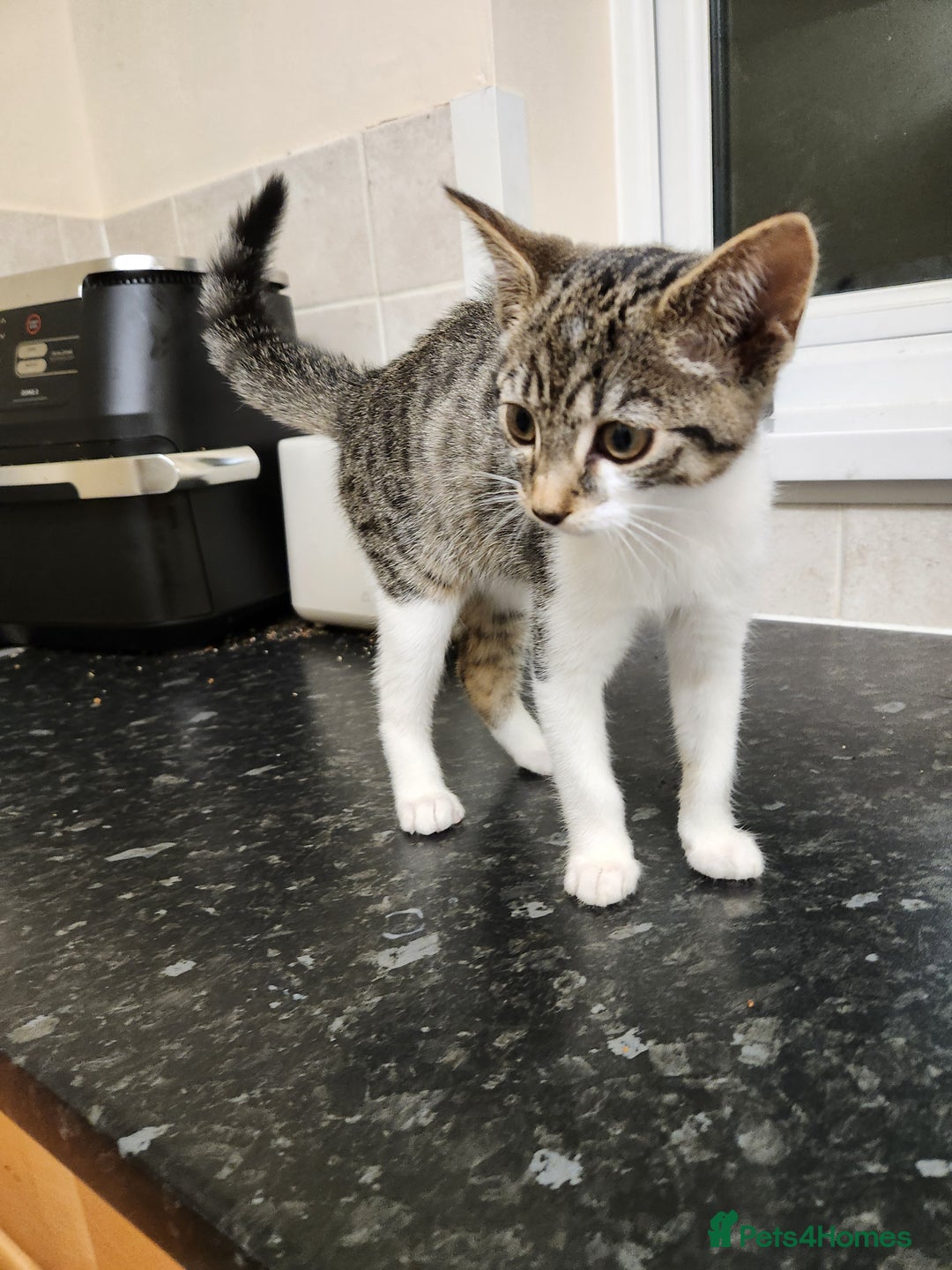 British Shorthair cats for sale: Female 9 week old kitten - Advert 3