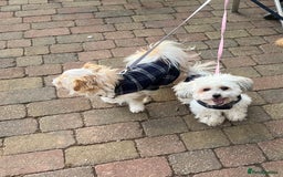 Mixed Breed dogs for sale: 2 year old Bichon Frise / Pomeranian sisters  - Image 4