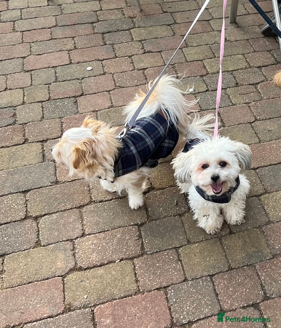 Mixed Breed dogs for sale: 2 year old Bichon Frise / Pomeranian sisters  - Image 4