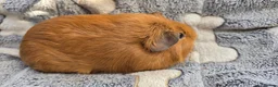 Guinea Pig rodents for sale: I have some teddy cross babies available 2 reserve - Advert 4