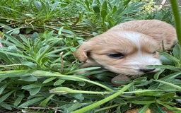Mixed Breed dogs for sale: Naturally reared pups - Image 4