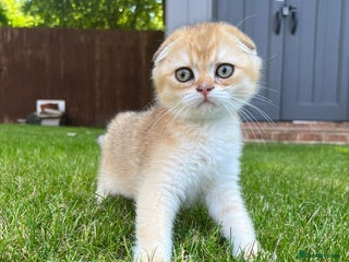 Scottish Fold cats - Advert 7