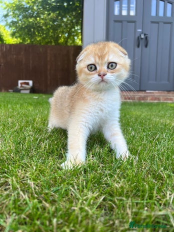 Scottish Fold cats - Advert 5