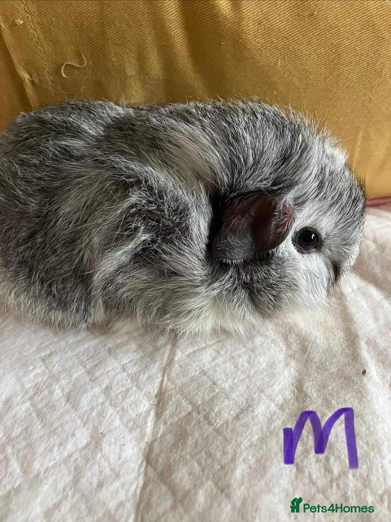 Mixed Breed rodents Baby guinea pigs  - Advert 15