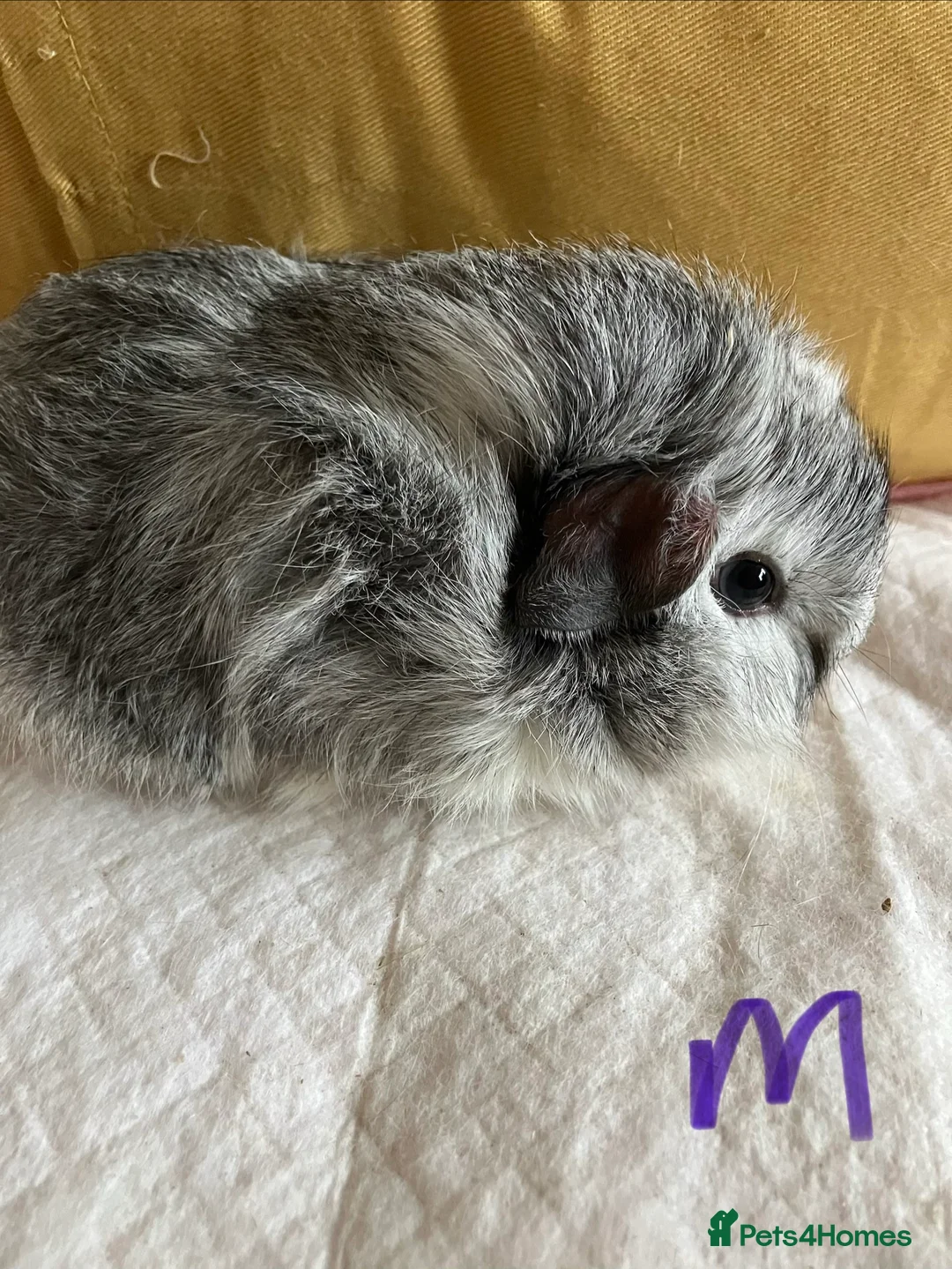 Mixed Breed rodents for sale: Baby guinea pigs  - Advert 1