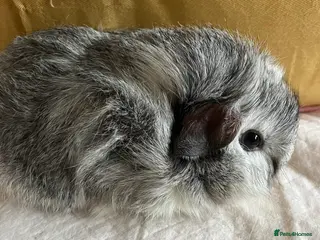 Mixed Breed rodents Baby guinea pigs - Advert 15