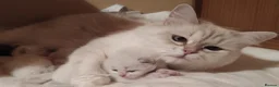 Siberian cats for sale: Pure Siberian Kittens For Sale  - Advert 8