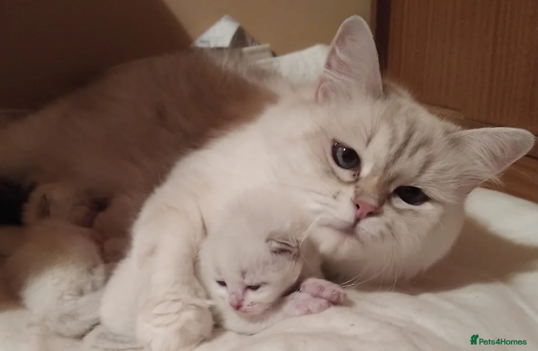 Siberian cats for sale: Pure Siberian Kittens For Sale  - Advert 8