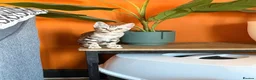 Bengal cats for sale: Bengal kitten-5 months to be rehomed.  - Advert 3
