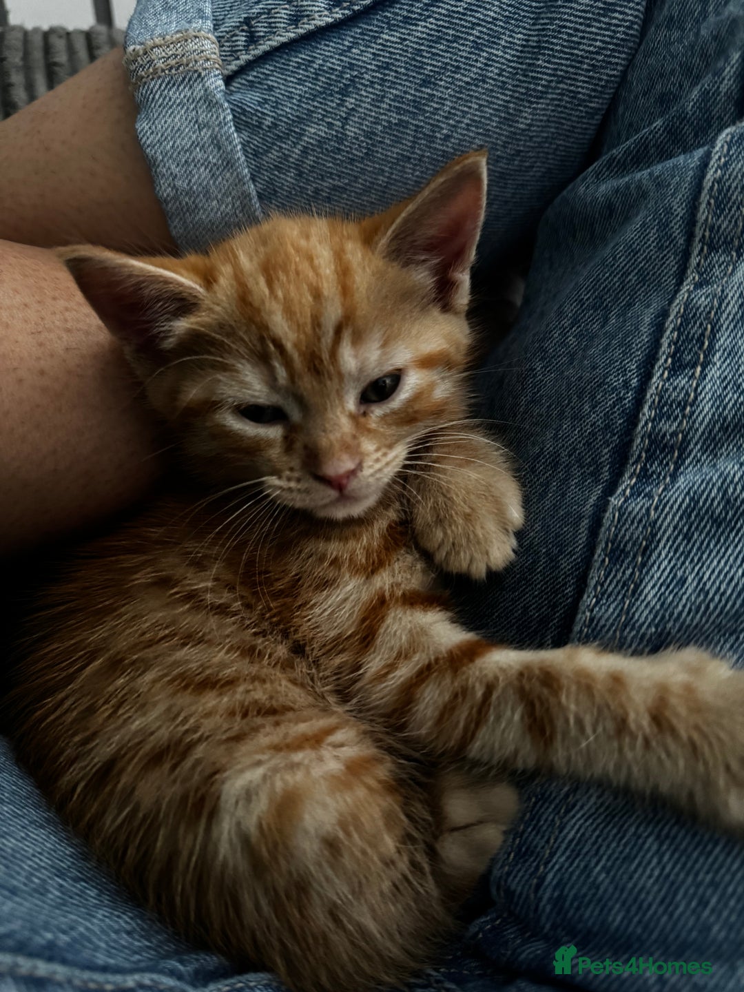 Mixed Breed cats for sale: Maine Coon X kittens ready to leave - Image 6
