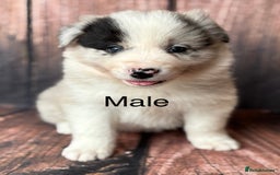 Border Collie dogs for sale: 7 Beautiful Border Collie Puppies  - Image 4