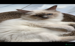Ragdoll cats for sale: Ragdoll male kittens  - Image 3