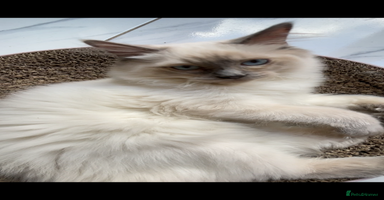 Ragdoll cats - Advert 9