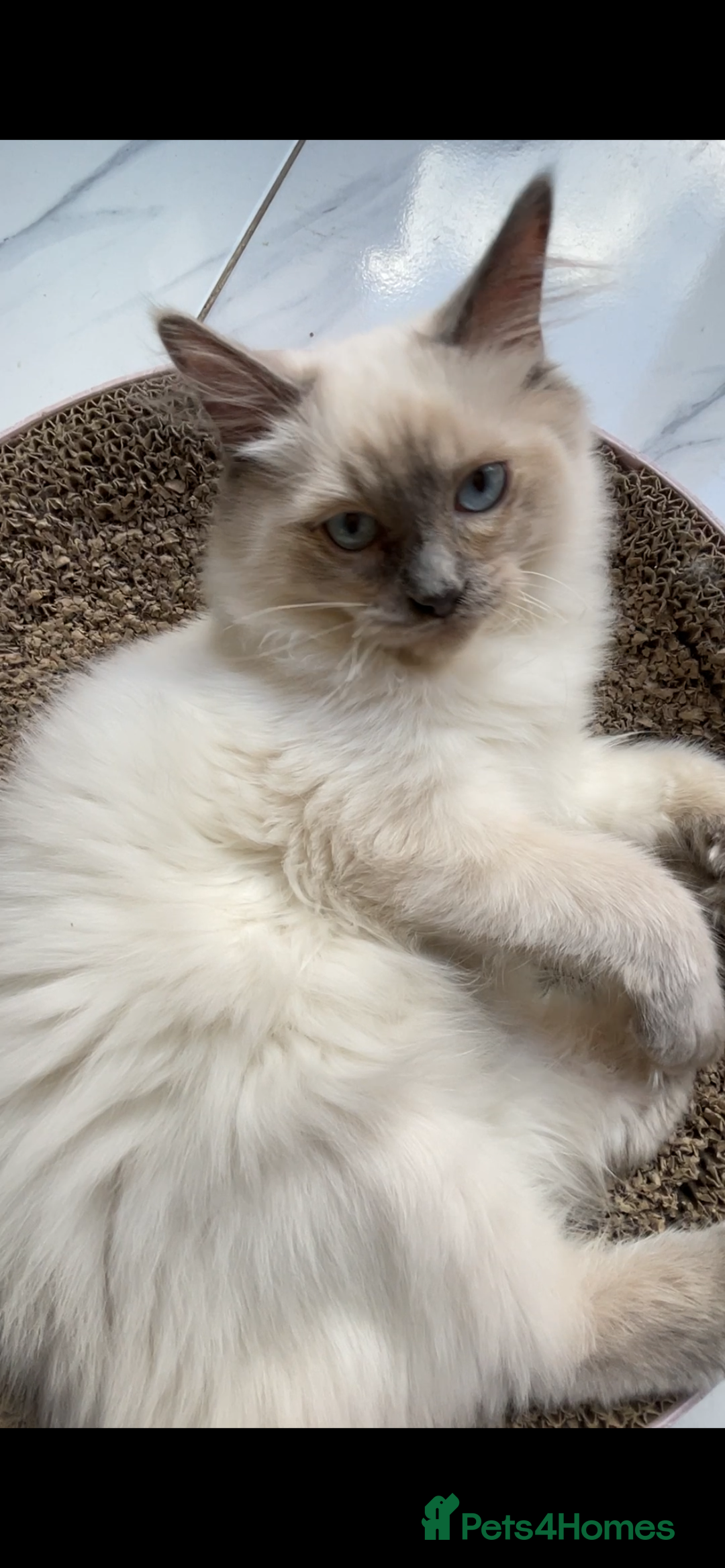 Ragdoll cats for sale: Ragdoll male kittens  - Image 3