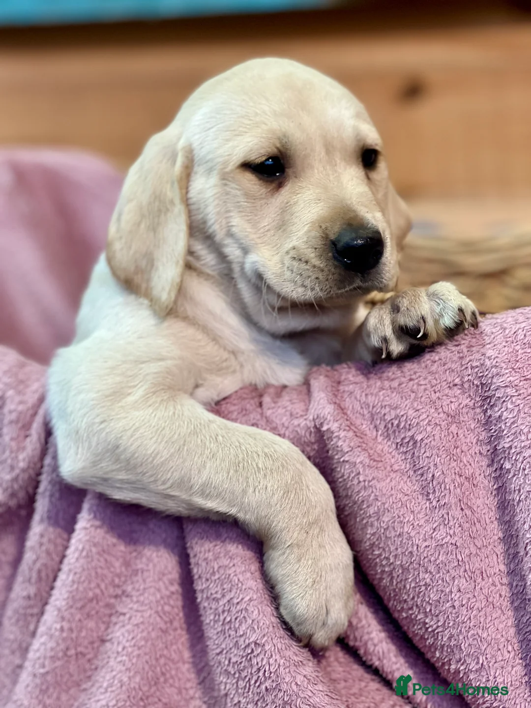 Labrador Retriever dogs for sale: KC Labrador Pups Chunky Traditional  Working - Advert 36