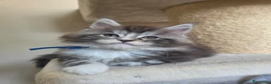 Maine Coon Kitten 1 blue collar 
