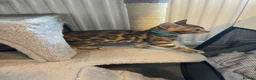 Bengal cats for sale: 7 beautiful pure Bengal Kittens - Advert 23