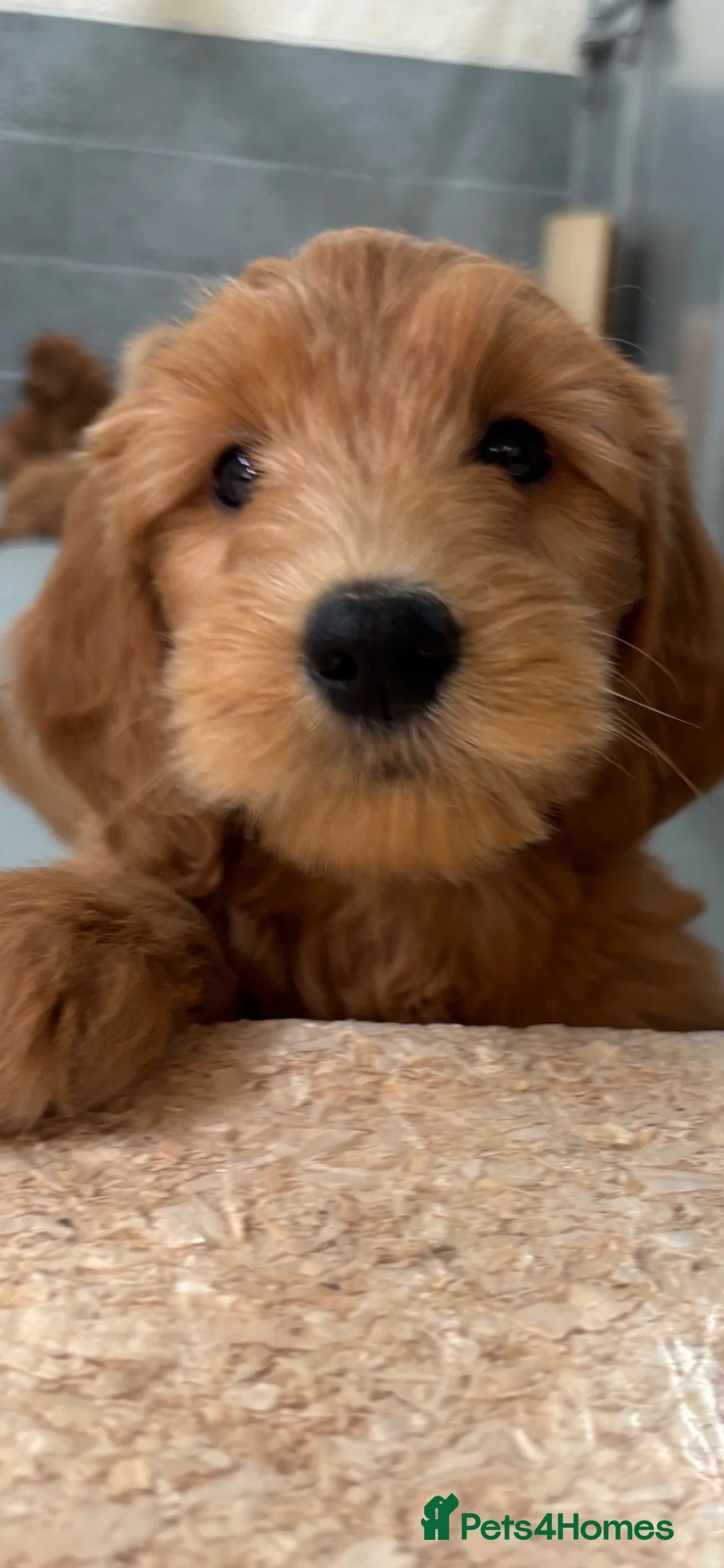Mini Goldendoodle dogs for sale: F1 miniature Goldendoodle puppies. - Advert 25