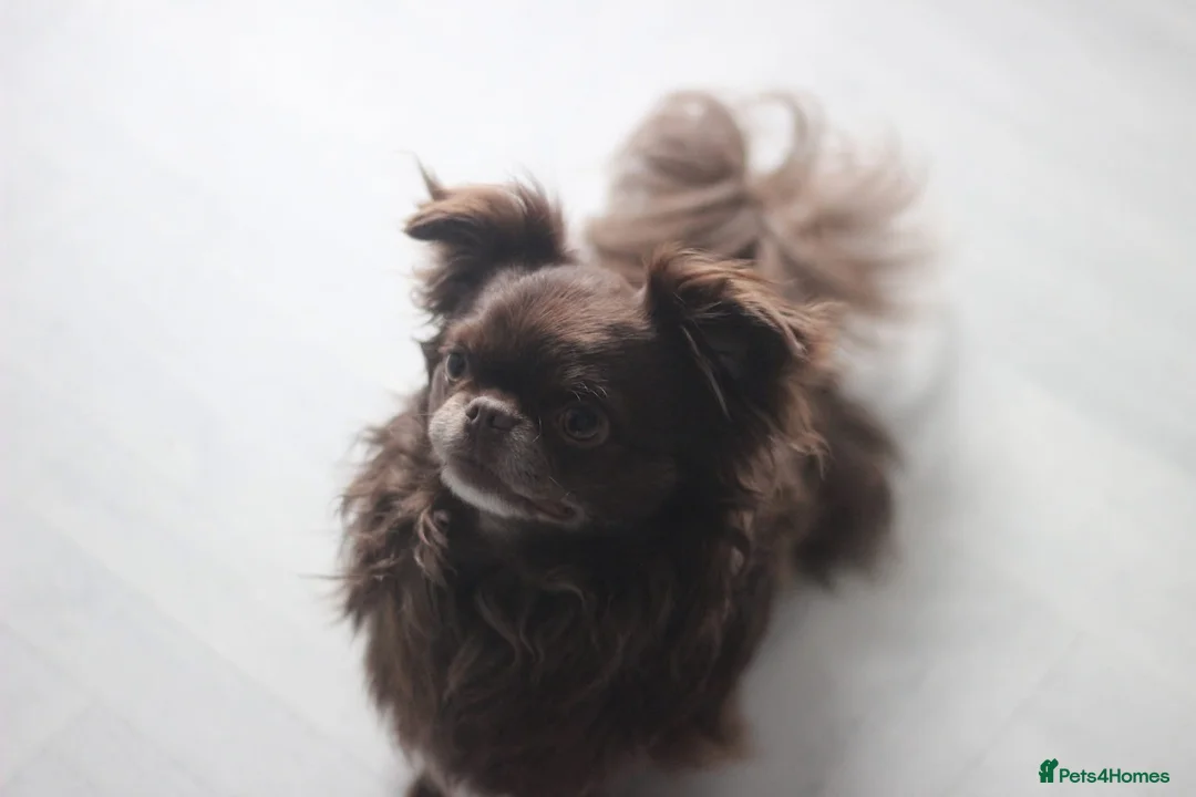 Chihuahua dogs for sale: KC Registered Chocolate Longcoat Boy in Worcester - Advert 4