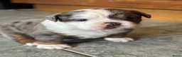 Olde English Bulldogge dogs for sale: Blue Merle Long Haired OEB Female 💙 - Advert 2