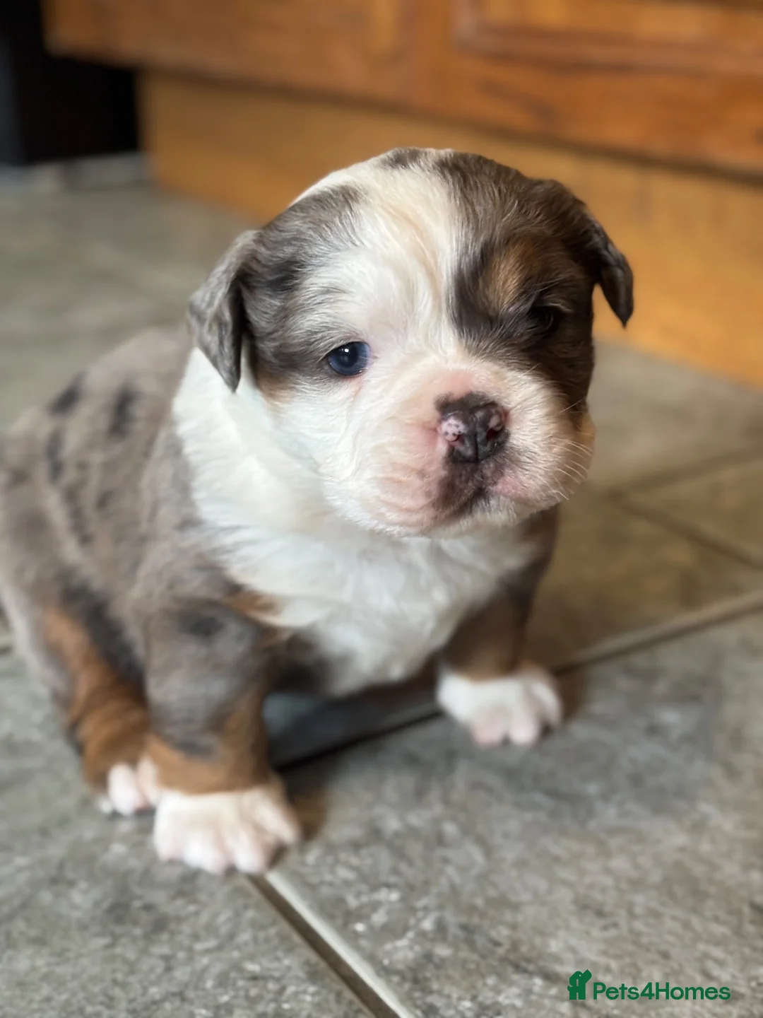 Olde English Bulldogge dogs for sale: Blue Merle Long Haired OEB Female 💙 - Advert 2
