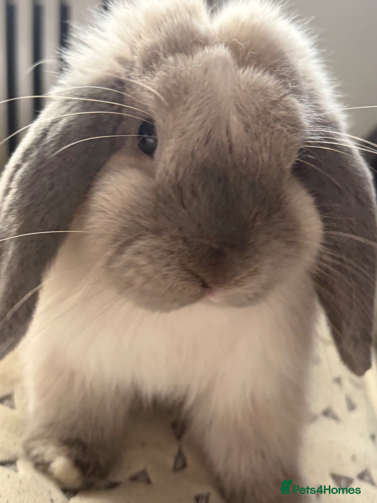 Mini Lop rabbits Grey mini lop aged 7 months with full set up  - Advert 2