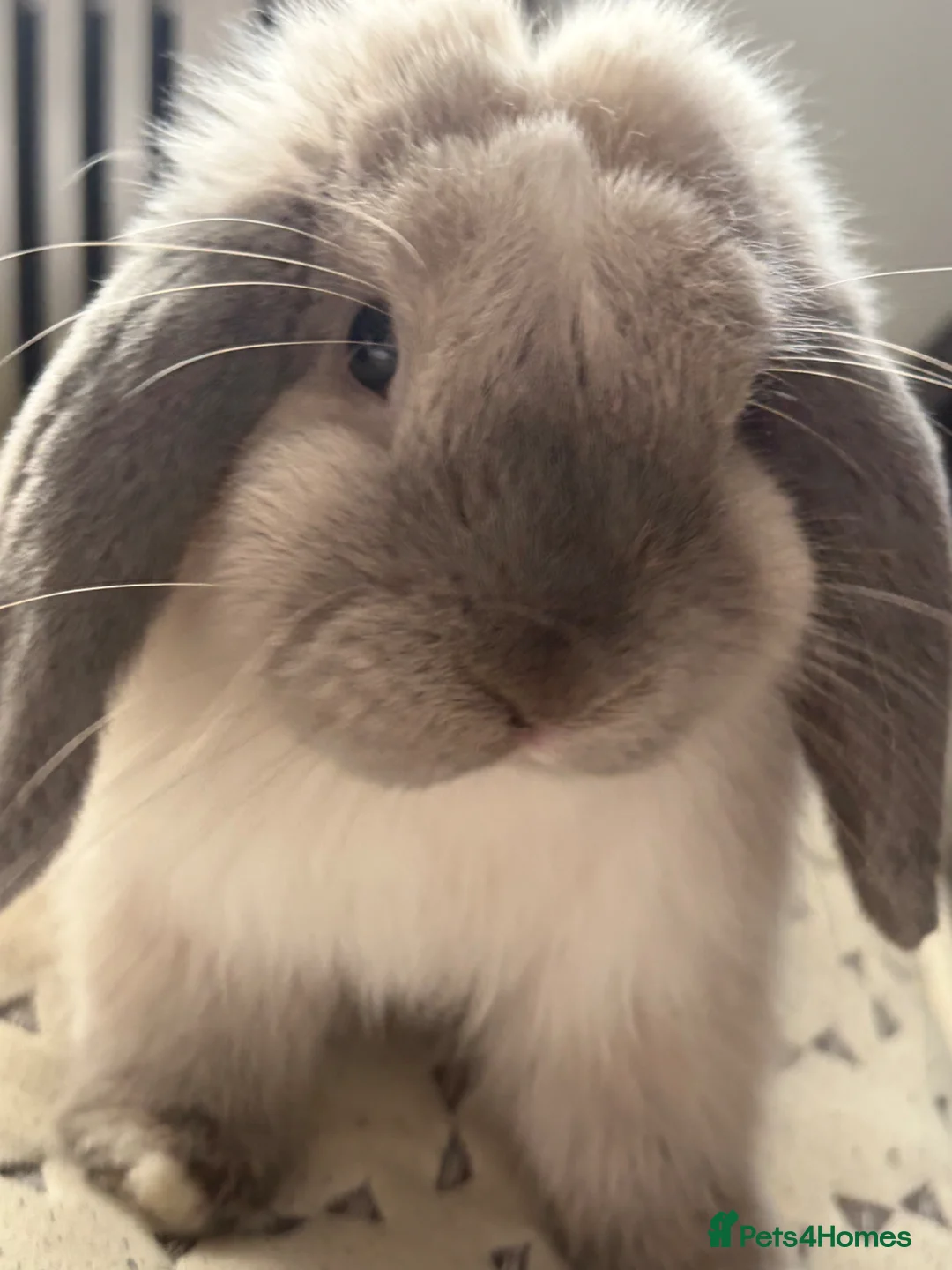 Mini Lop rabbits for sale: Grey mini lop aged 7 months with full set up  in Coventry - Advert 1