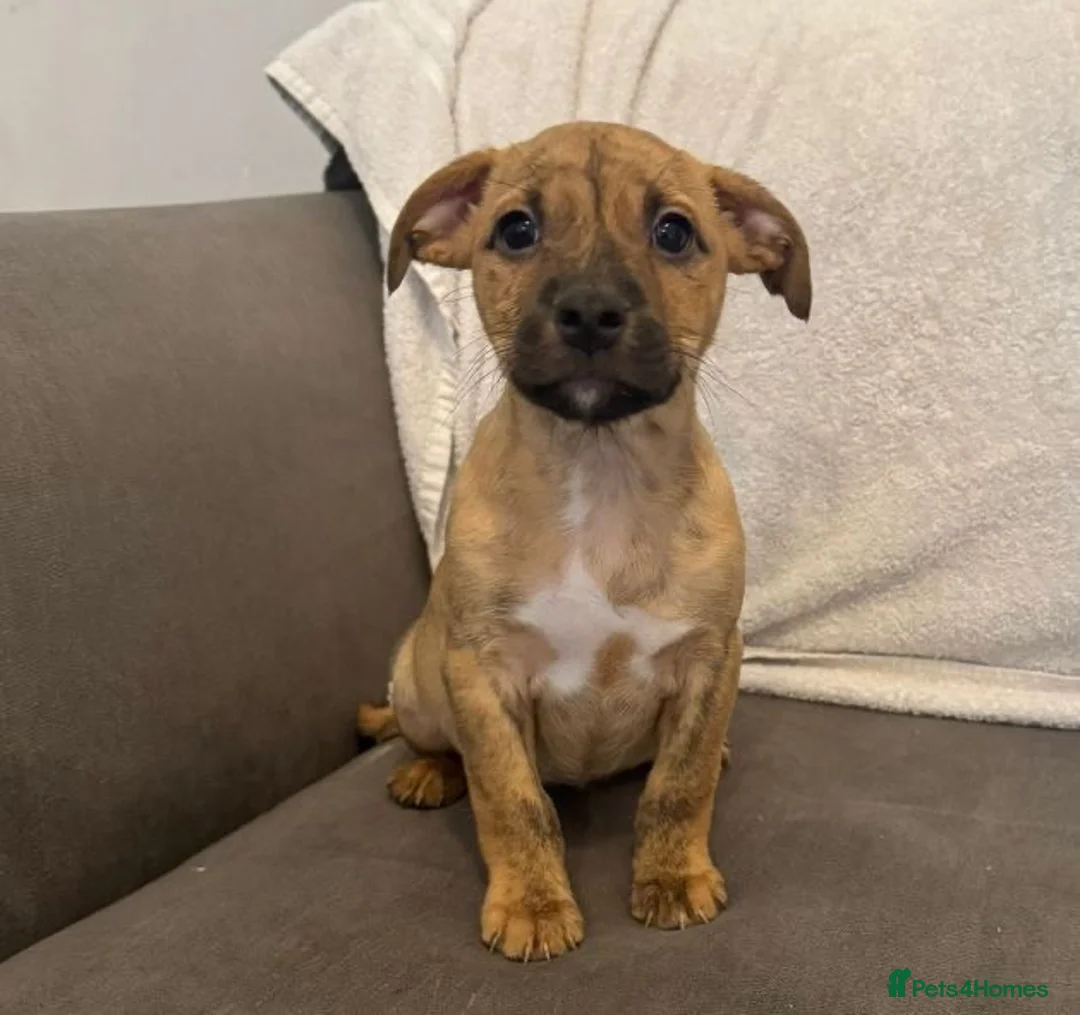 Mixed Breed dogs for sale: 5 Staff x beagle  - Advert 5