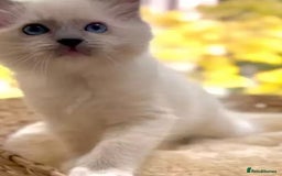 Ragdoll cats for sale: Cheshire ragdoll kittens in Leicester - Image 5