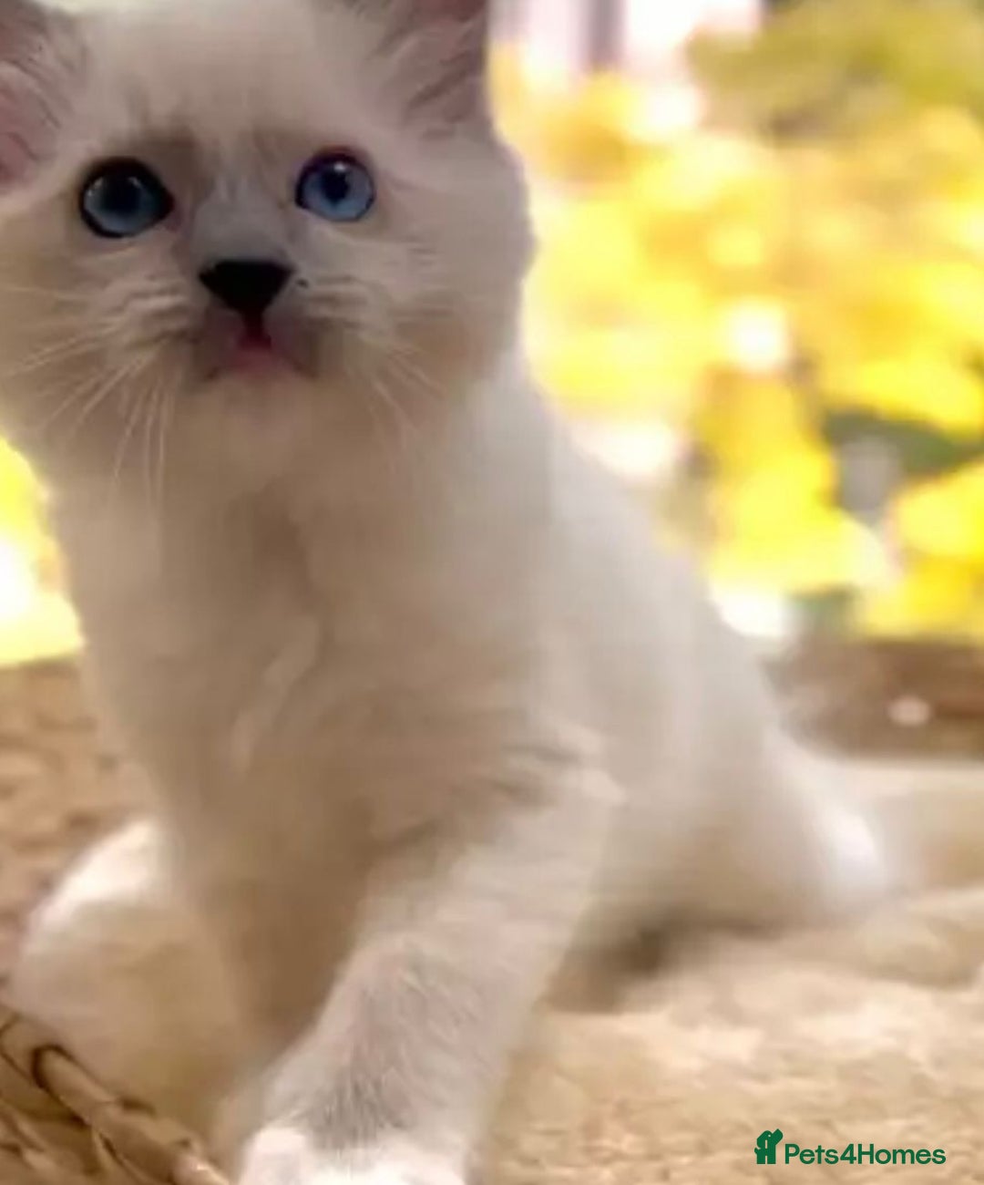 Ragdoll cats for sale: Cheshire ragdoll kittens in Leicester - Image 5