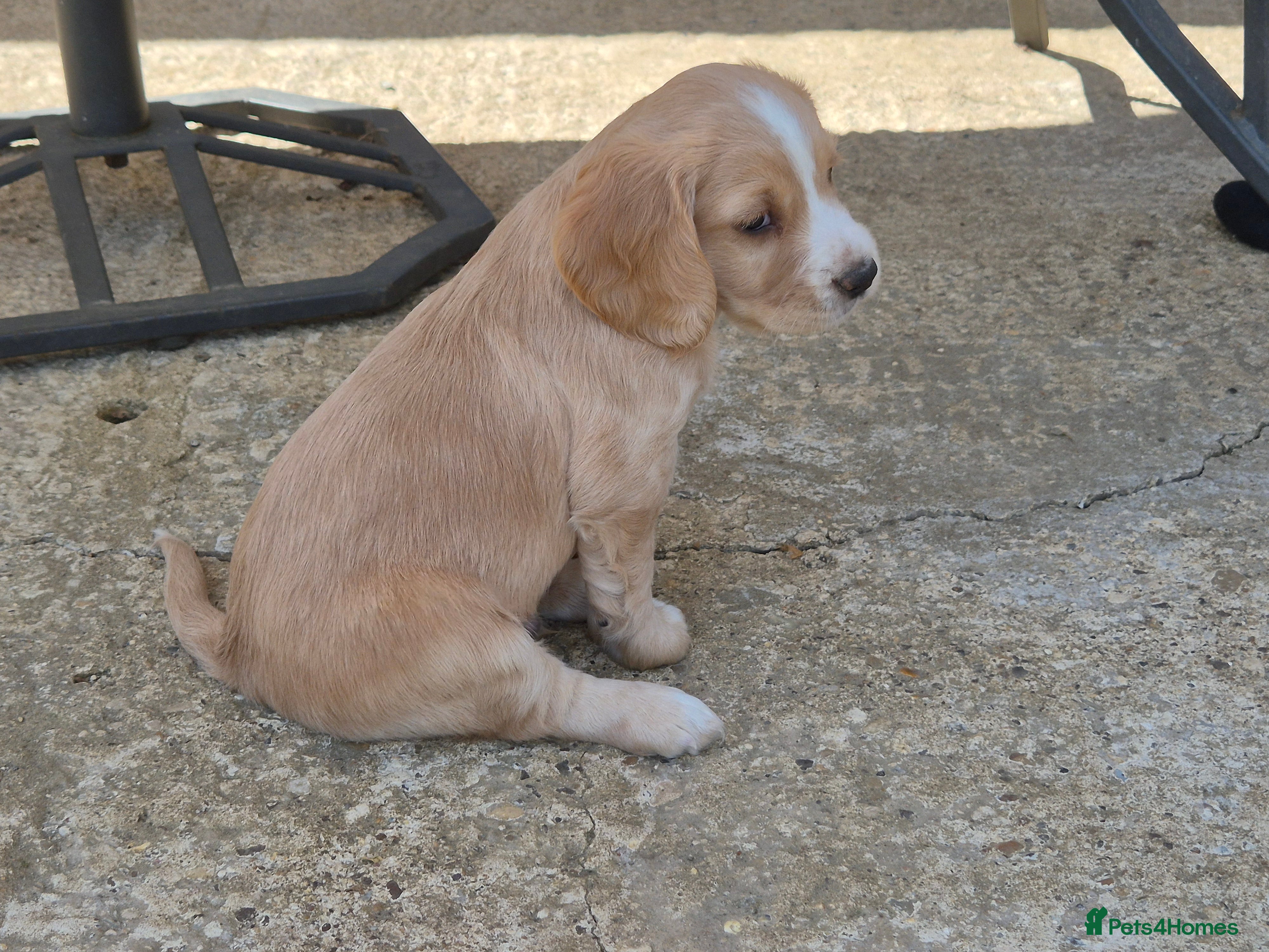Cocker Spaniel dogs for sale: 1 beautiful black & white boy left kc registered  - Advert 33
