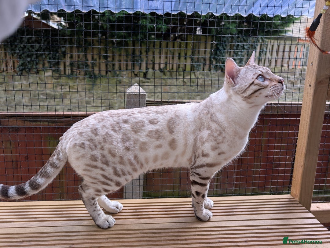 Bengal cats for sale: 🖤🤎 Gorgeous Bengal Kittens 🤎🖤 - Image 37