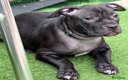 Staffordshire Bull Terrier dogs for sale: Staffy Puppy's for sell in Liverpool - Image 15
