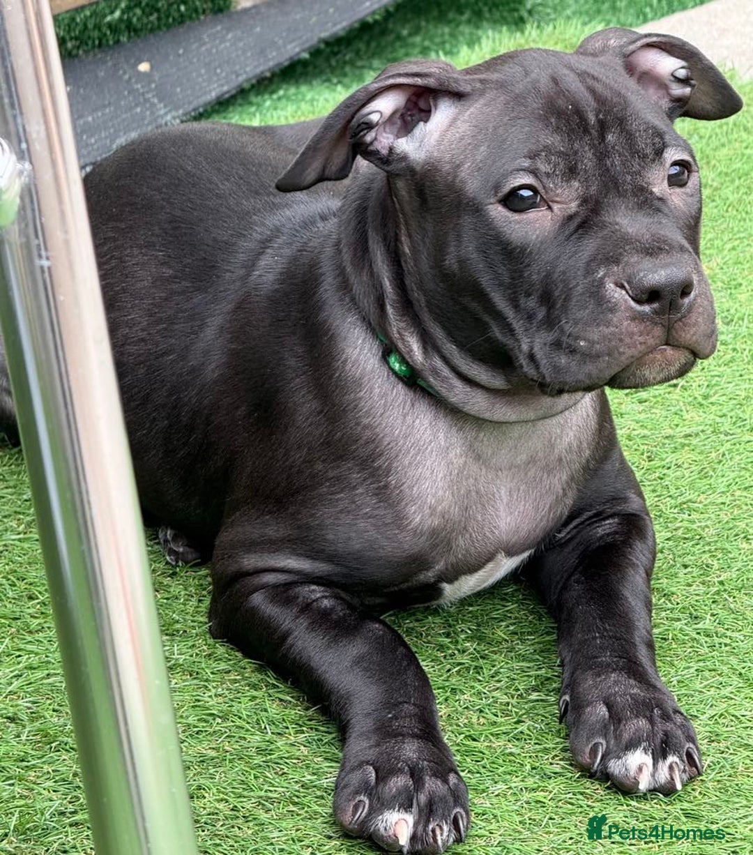 Staffordshire Bull Terrier dogs for sale: Staffy Puppy's for sell in Liverpool - Image 15