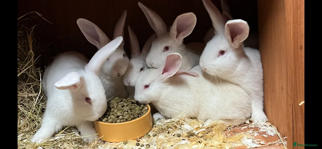 New Zealand rabbits for sale: Pure New Zealand Whites - Advert 2