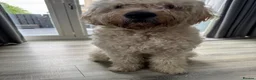 Goldendoodle dogs for sale: Alfie in Dunfermline - Advert 4