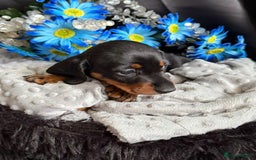 Dachshund dogs for sale: KC registration dachshund  - Image 3