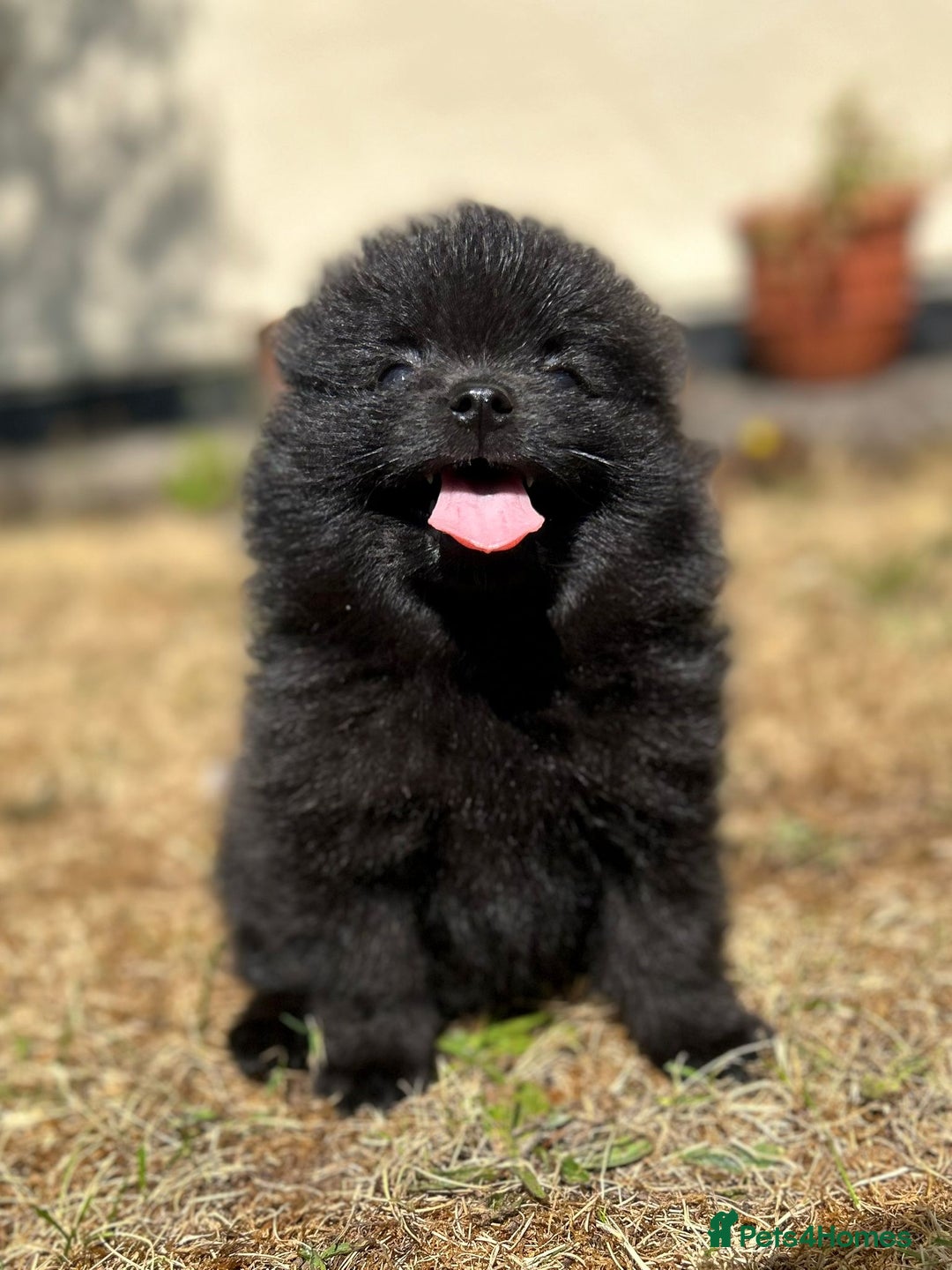 Pomeranian dogs for sale: 3 Little Girls Looking for Love! - Image 16