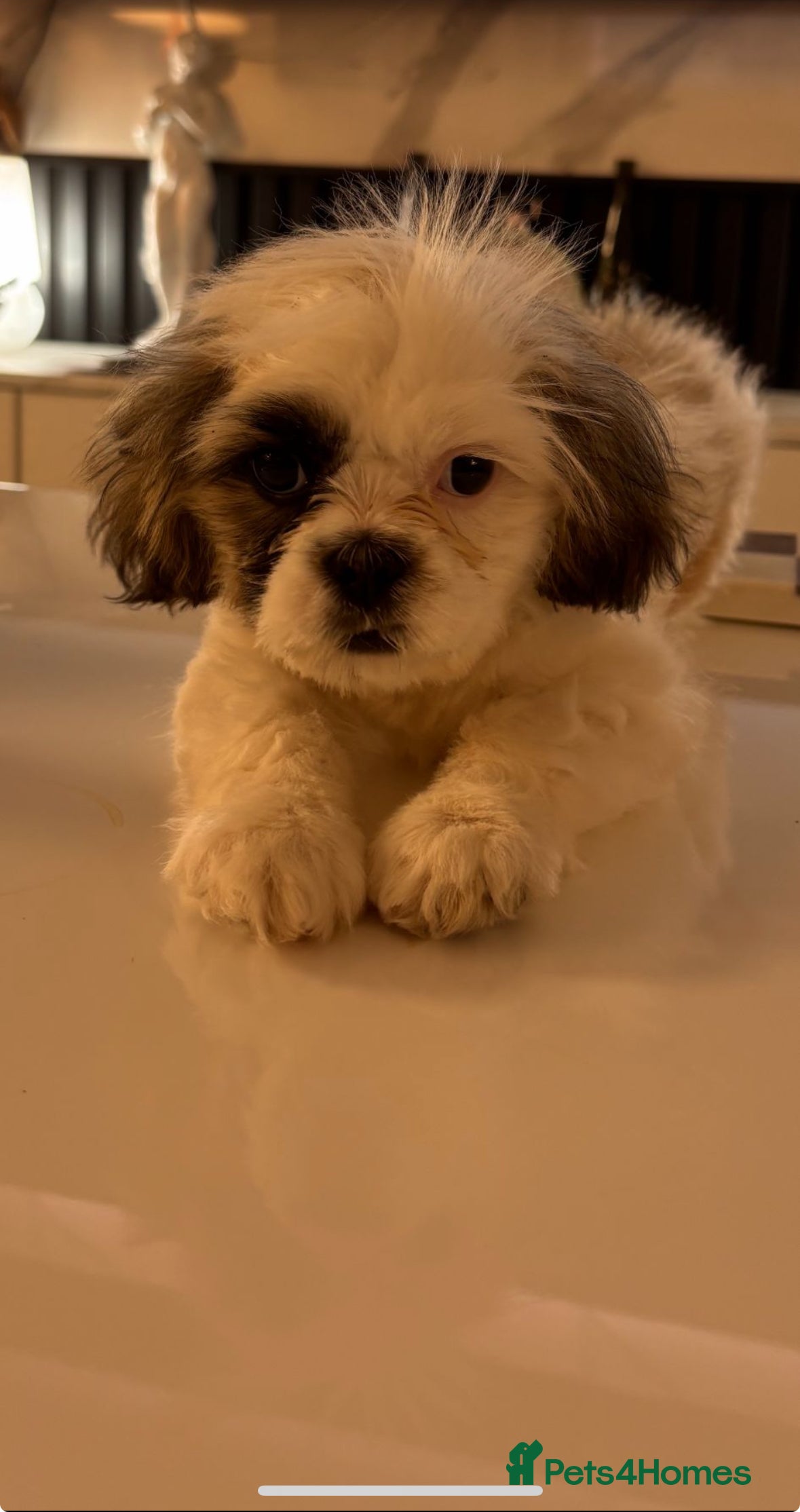 Shih Tzu dogs Beautiful imperial Shih Tzu for sale 😍 - Advert 16