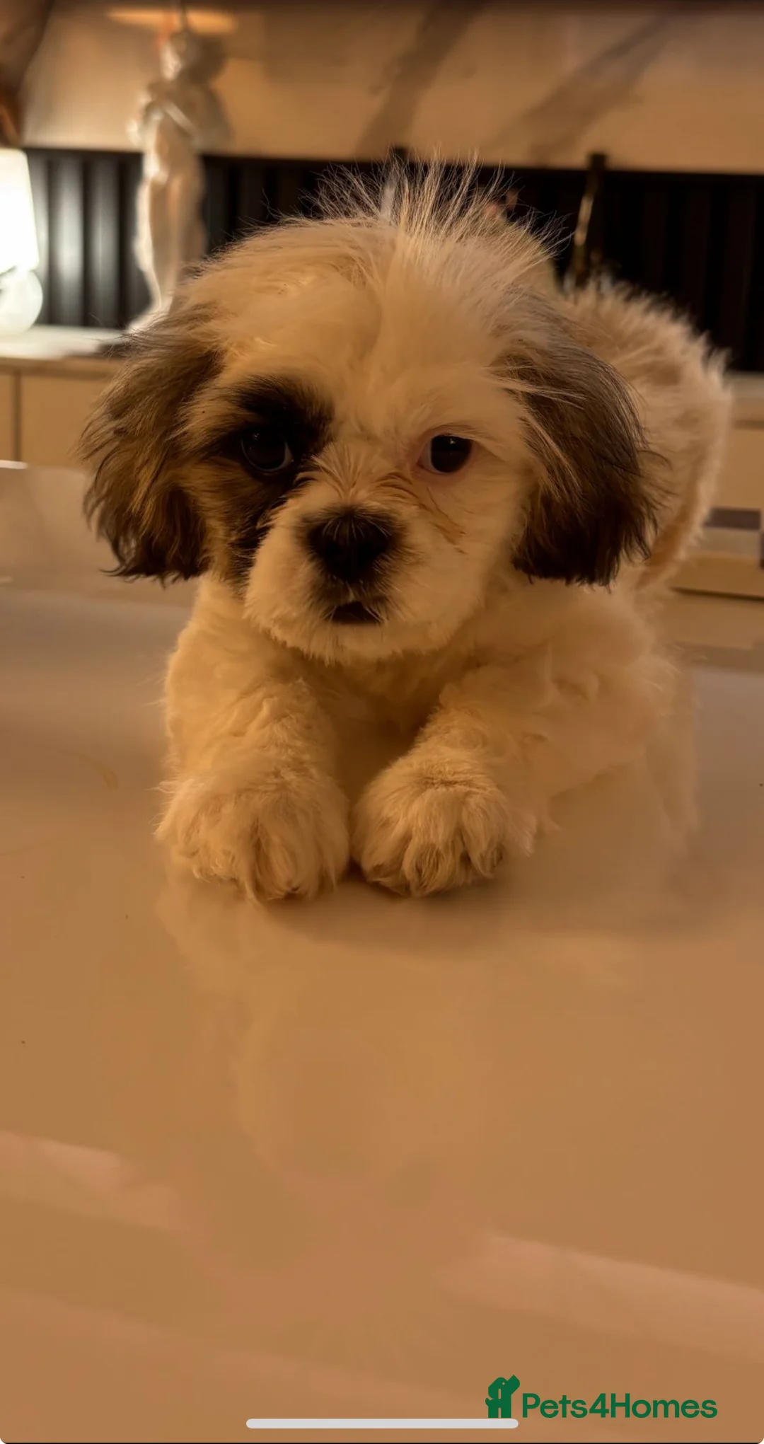 Shih Tzu dogs for sale: Beautiful imperial Shih Tzu for sale 😍 - Advert 1
