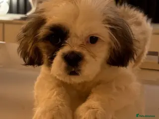 Shih Tzu dogs Beautiful imperial Shih Tzu for sale 😍 - Advert 16